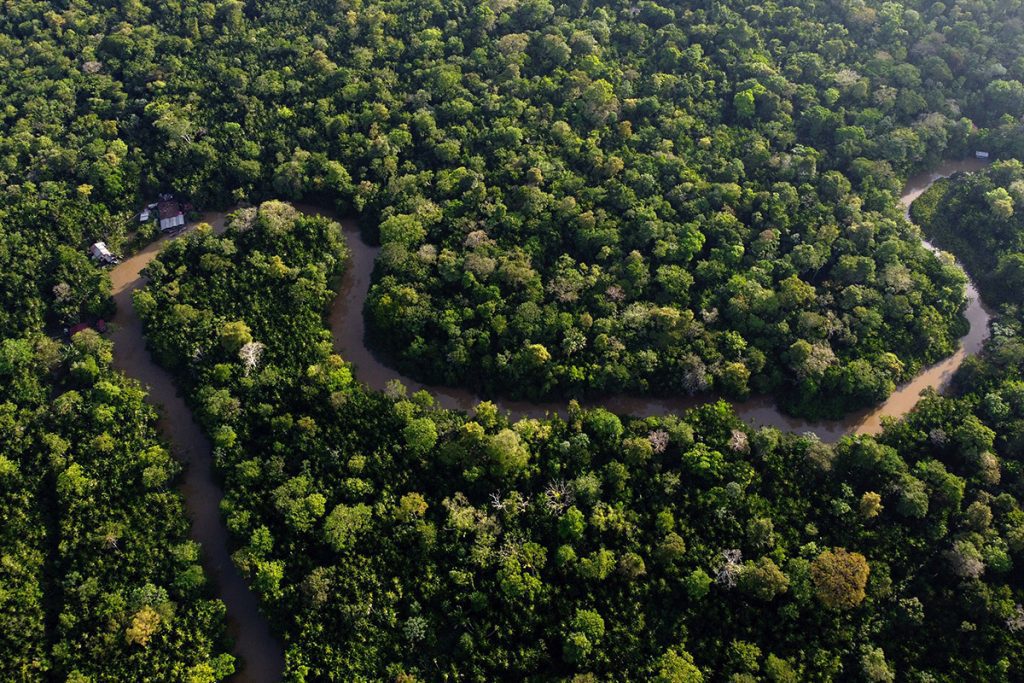 River running through a jungle forest