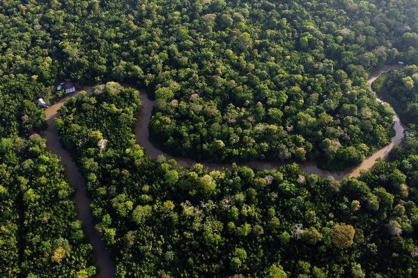 River running through a jungle forest